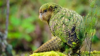 Facts Of A Kākāpō