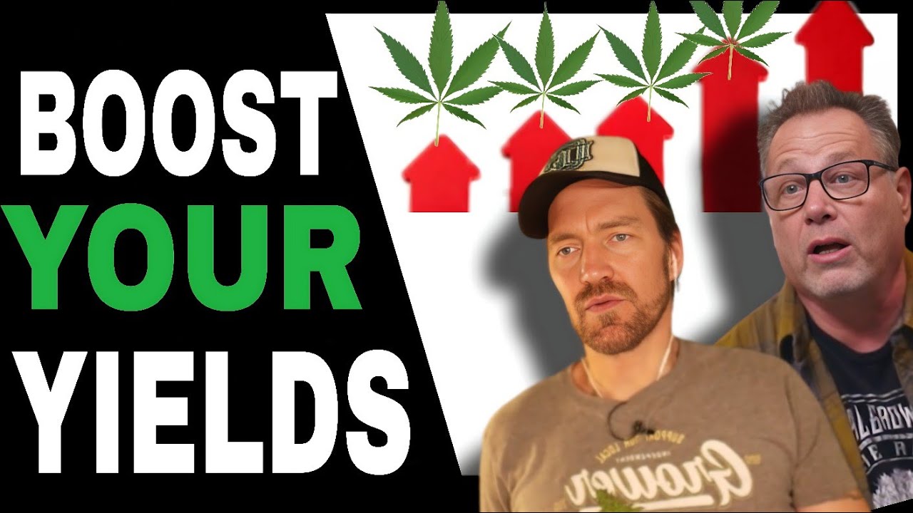 Prune Your Cannabis Plants Like THIS for Bigger Yeilds and Frostier Harvests