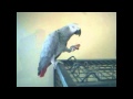 Papagaio come amendoim / Parrot with a crave for peanuts.avi