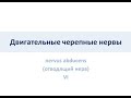 Двигательные черепные нервы.  Отводящий нерв VI пара ЧПН (nervus abducens)