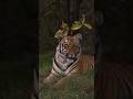 From tigers to peacocks, every life shines at Vantara. 🐅🦚 #vantara #animals #fyp #viral #wildlife