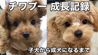 チワプー Youtube チワプー Youtube