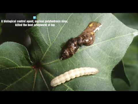 Video: Kokie vabzdžiai kenkia medvilnės augalams?