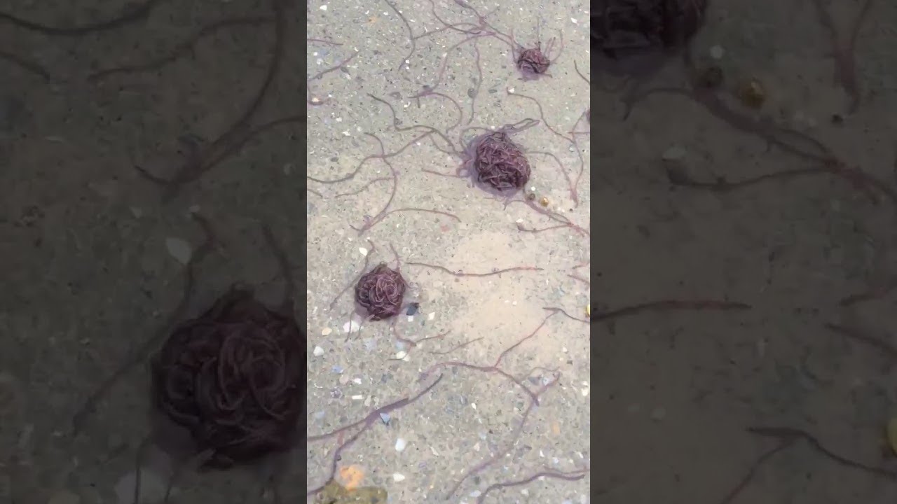 Large Groups of Worms Migrating after Rainfall || ViralHog - YouTube