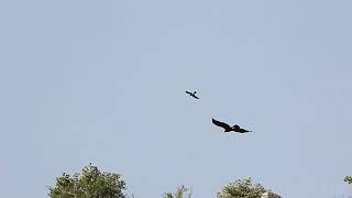 Águila real y cernícalo. Cantabria.