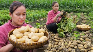 3 Days: Harvest Potato & Store all year round - French fries - Cooking | Lý Thị Ca