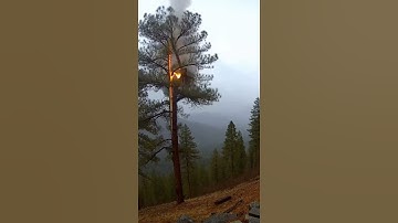 Lightning Strike Hits Tree! ⚡🌲 Caught On Camera#LightningStrike #CaughtOnCamera #TreeStrike