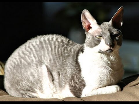 Video: Gatos Cornish Rex: Apariencia, Carácter, Características Del Contenido