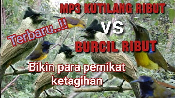 Suara Pikat Kutilang Ribut vs Burcil Ribut Paling jitu