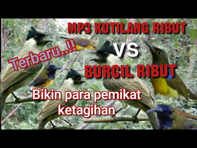 Suara Pikat Kutilang Ribut vs Burcil Ribut Paling jitu class=