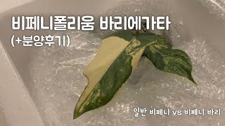 필로덴드론 비페니폴리움 바리에가타 분양 후기 (+부산정글님 온실탐방)