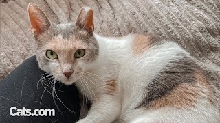 Paralysed Cat Learns To Walk | The Cat Chronicles by The Cat Chronicles  325 views 1 month ago 3 minutes, 1 second