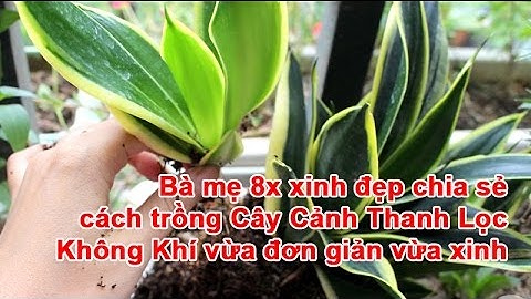 Bà mẹ 8x xinh đẹp chia sẻ cách Trồng Cây Cảnh Thanh Lọc Không Khí vừa đơn giản vừa xinh