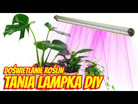 Jak zrobić lampkę do doświetlania roślin? Oświetlenie LED do terrarium DIY 💡