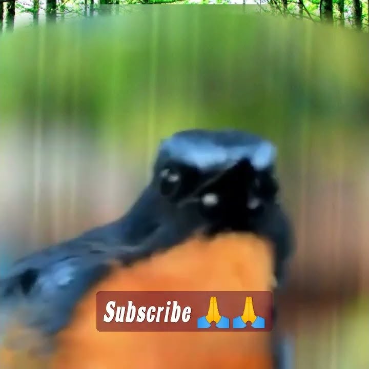 suara burung sulingan gunung cocok buat mikat di hutan