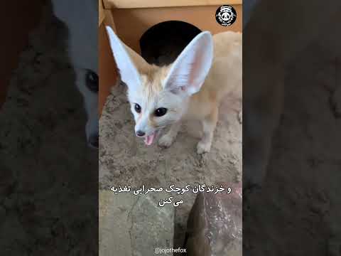 فنک فاکس روباه صحرایی