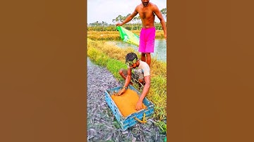 CATFISH FEEDING 🦈🦈 part 1 #feeding #catfish #shorts