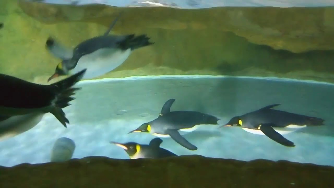 Penguins Swim In Jurong Bird Park Singapore 2018 March Youtube