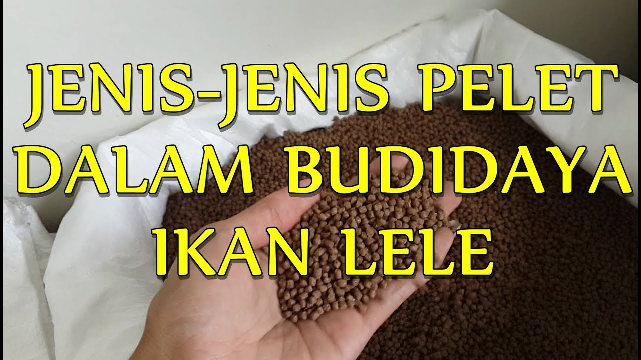 Jenis Jenis Pelet Dalam Budidaya Ikan Lele