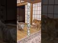自分のことを猫だと思い込んでいる大型犬...【ゴールデンレトリバー・ボーダーコリー】#shorts