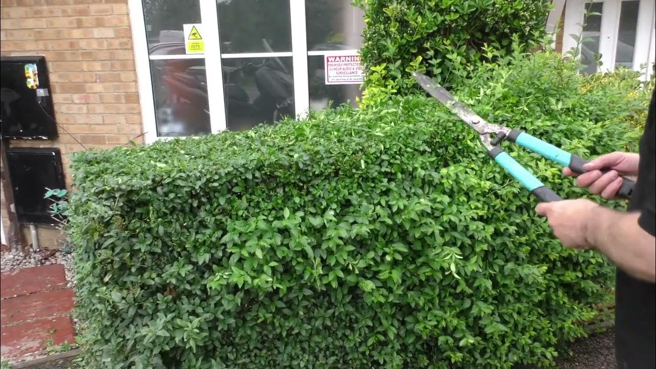 Cutting Privet Hedge ASMR How to trim like a boss Tangobaldy™ YouTube