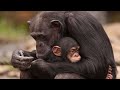 Mom and Baby|Best Animal Moms Ever | Motherly Animals Compilation |