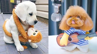 Baby Dogs - Cute and Funny Dog Videos Compilation #5 | Aww Animal by Viral Tech Hub 183 views 3 years ago 5 minutes, 50 seconds