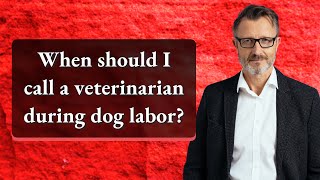 When should I call a veterinarian during dog labor