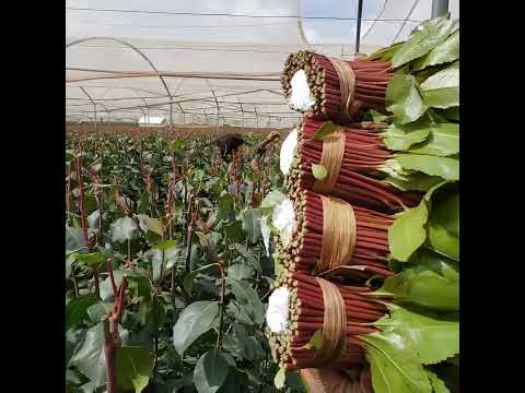 قات البحبوح