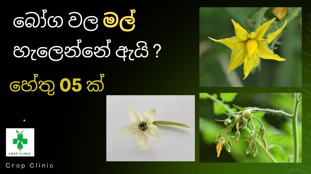 බෝග වල මල් හැලෙන්නේ ඇයි? හේතු 5 ක්