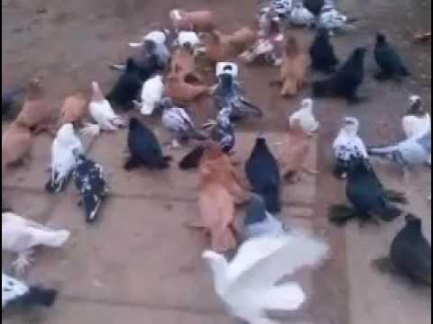 голуби аксая - YouTube