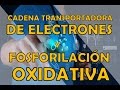 CADENA TRANSPORTADORA DE ELECTRONES Y FOSFORILACION OXIDATIVA