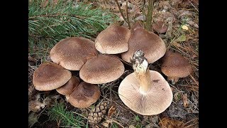 Рядовки коричневые. Малоизвестные съедобные грибы в лесу.