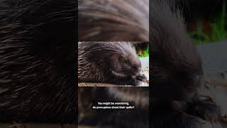 #BiofactFriday: Do Porcupines Shoot Quills?