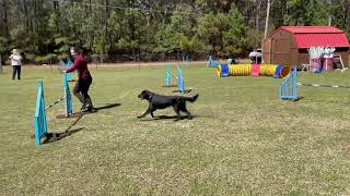 UKI Speedstakes 2 Novice by Pine Ridge Canines 70 views 2 months ago 54 seconds