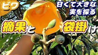 ビワの摘果と袋掛け。食害の犯人確保もしました。【無農薬・有機栽培】