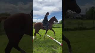 Balkjes training met Lucky! Hele video staat ook op YouTube. 💪🏻#paardrijden #horsebackriding