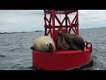 Seals enjoying some dry time on a navigational buoy in Sitka, Alaska.