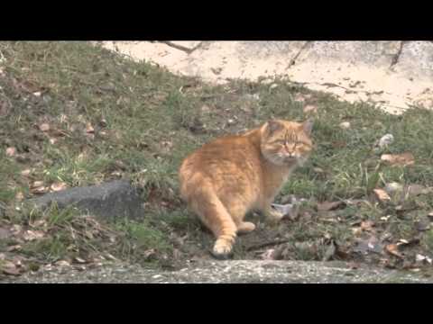 Video: Selkirk Rex Plemeno Mačiek Hypoalergénne, Zdravie A životnosť