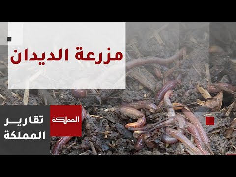 مزرعة للديدان في الأردن تهدف إلى الحد من استخدام الأسمدة الكيماوية