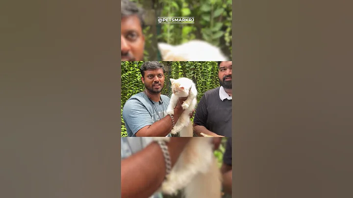 Watch the video about Beautiful Persian Cats & Kittens | Fluffy White & Exotic Persian Breed 🐾 | #pets #petsmarkrj#kittens