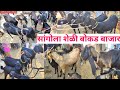 सांगोला शेळी - बोकड बाजार /Sangola Goat Market/सांगोला बकरा-बकरी मंडी।