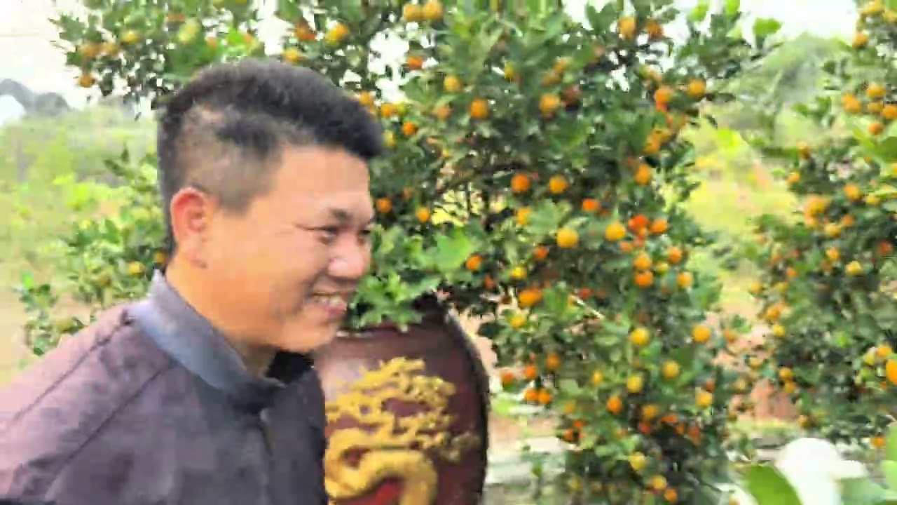 Quất đẹp giá rẻ cho cả nhà mình lựa nè