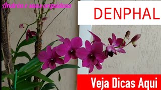 Como cultivar Orquídea Denphal? Dicas de Floração 🌼 - thptnganamst.edu.vn