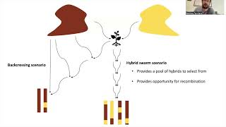 Evolution 2023: Ongoing introgression dynamics in a hybrid population of... - Matthew Farnitano