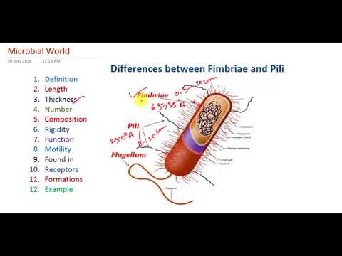 Differences between Bacterial Pili and Fimbriae