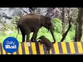 Mother elephant helps baby jump over barrier to join rest of family