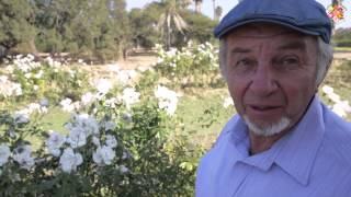 How to prune your Iceberg rose