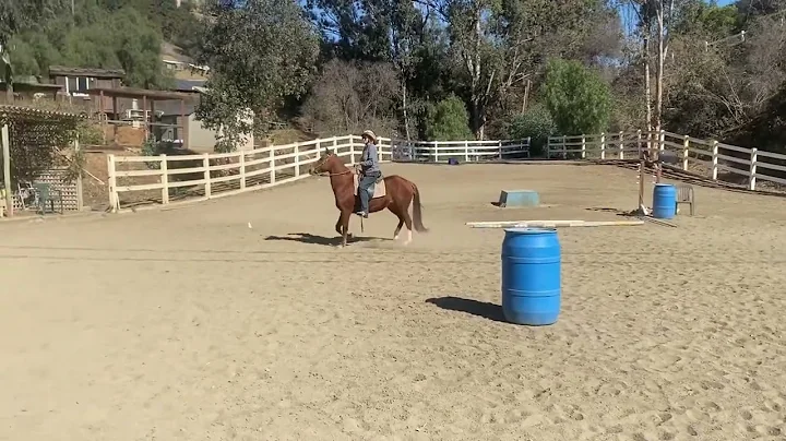 Ohsa 11/22 Cheryl McCabe Gaited eq/pleasure