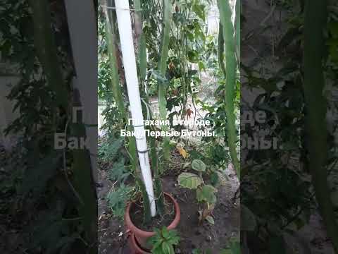 Питахайя в городе